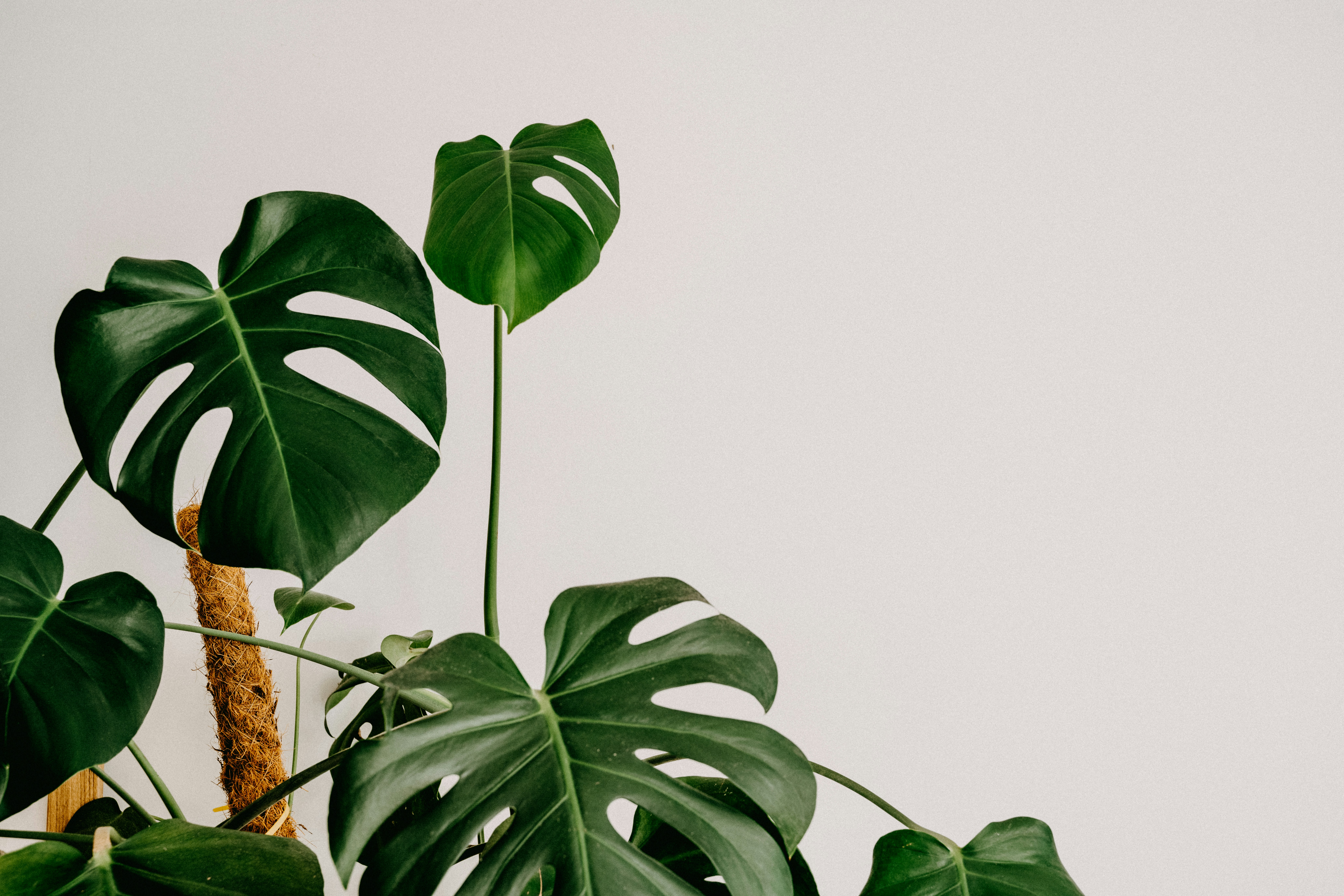 Monstera pot plant image