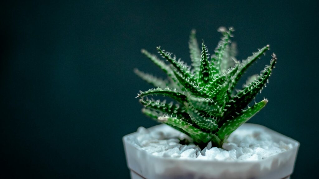 Photo by Virgil Cayasa on Unsplash